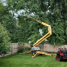 Best Tree Disease Treatment  in West Portsmouth, OH