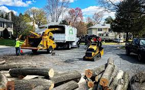 Best Palm Tree Trimming  in West Portsmouth, OH