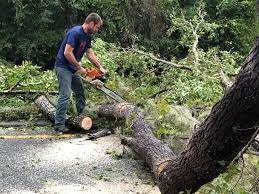 Best Seasonal Cleanup (Spring/Fall)  in West Portsmouth, OH