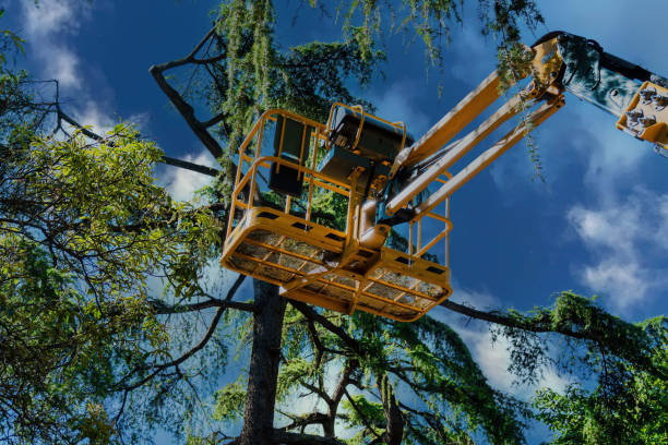 Reliable West Portsmouth, OH  Tree Services Solutions