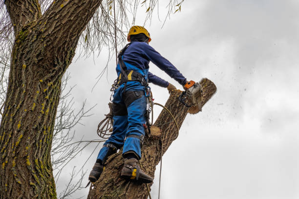 Best Storm Damage Tree Cleanup  in West Portsmouth, OH