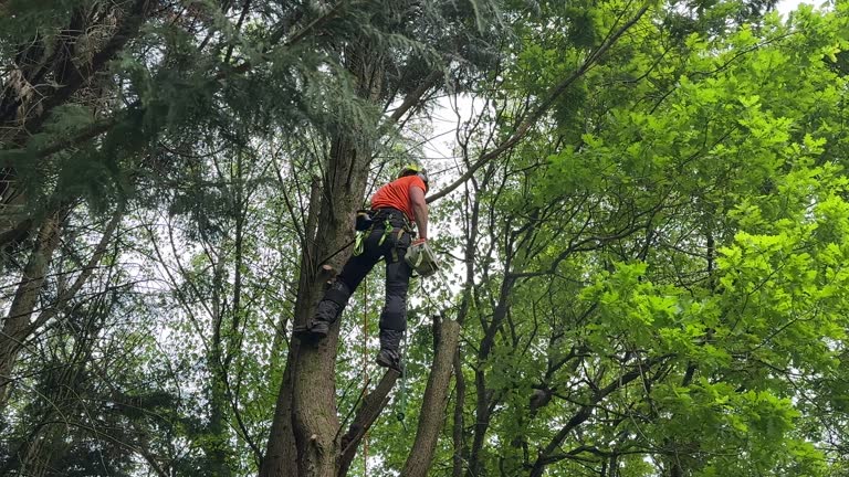 Best Leaf Removal  in West Portsmouth, OH