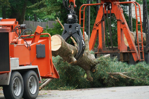 Best Tree Risk Assessment  in West Portsmouth, OH