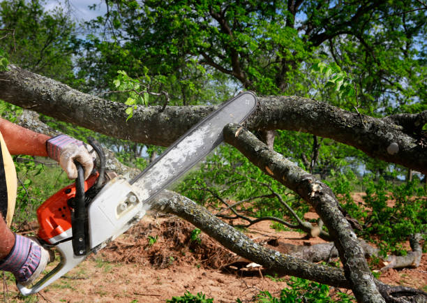 Best Tree Mulching  in West Portsmouth, OH