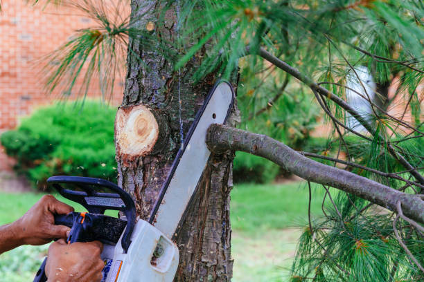 Best Hedge Trimming  in West Portsmouth, OH